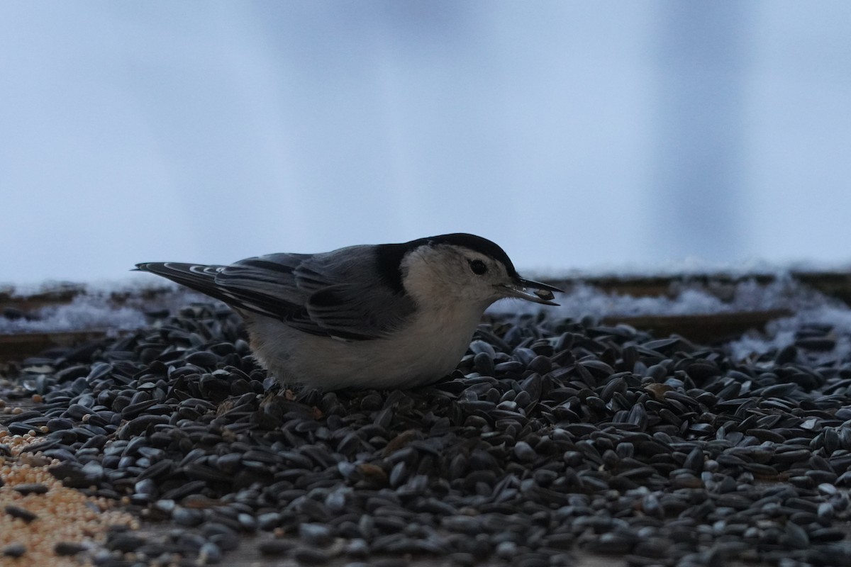 White-breasted Nuthatch - ML646631646