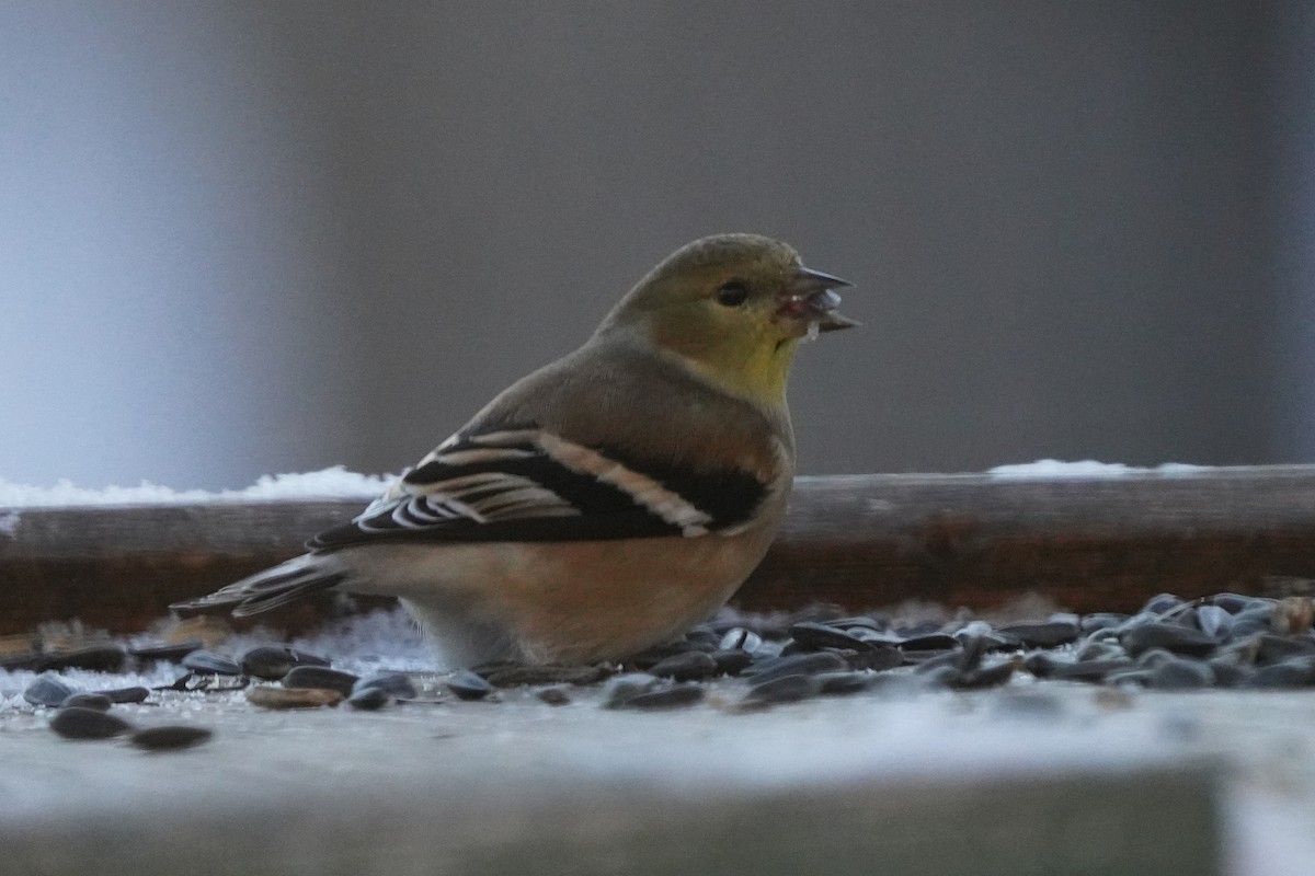American Goldfinch - ML646631653