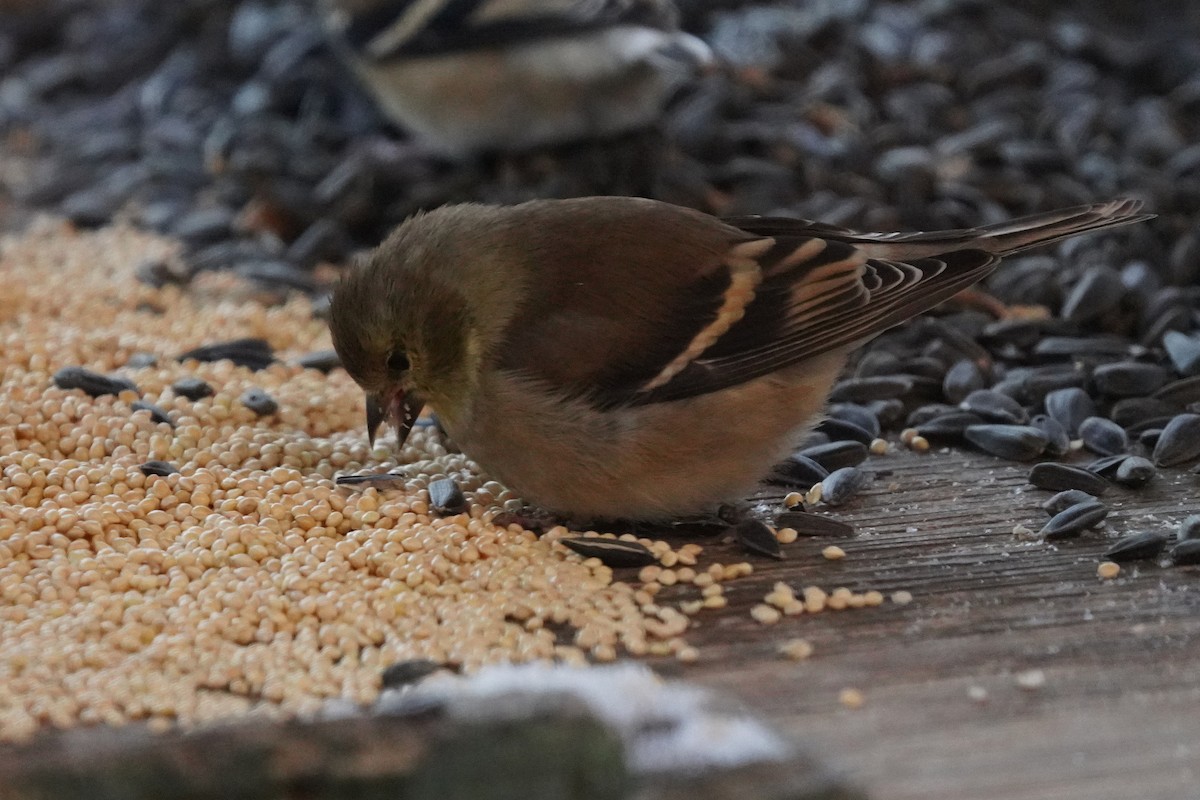 American Goldfinch - ML646631654