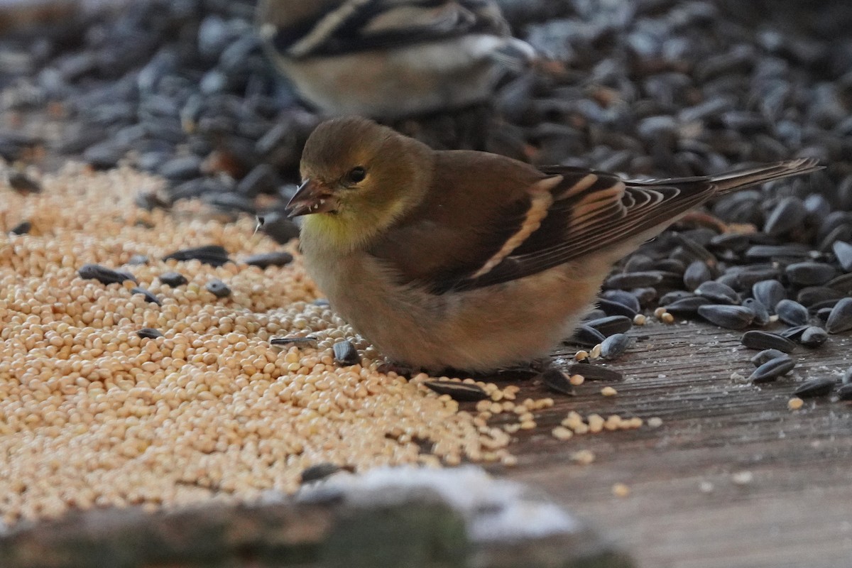 American Goldfinch - ML646631655