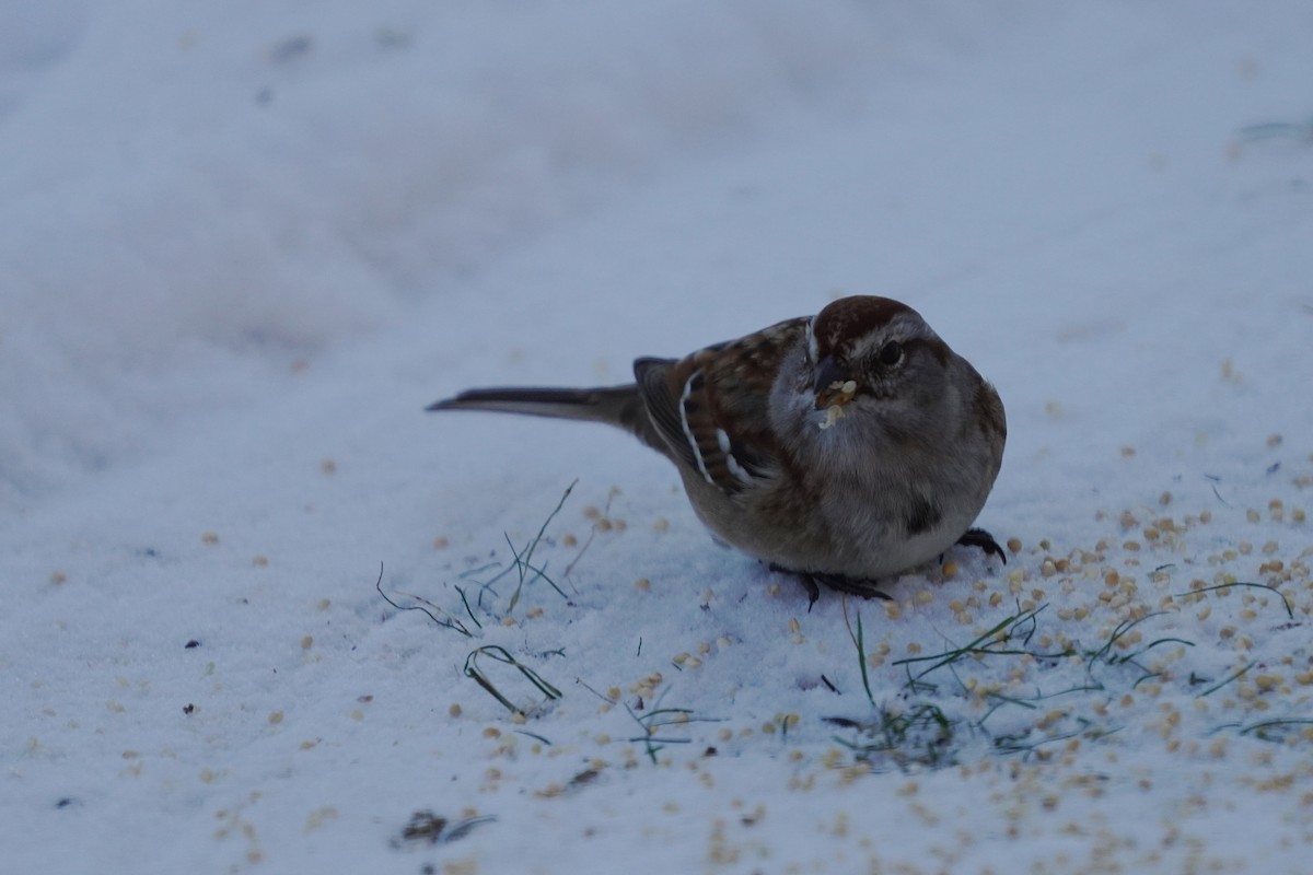 American Tree Sparrow - ML646631656