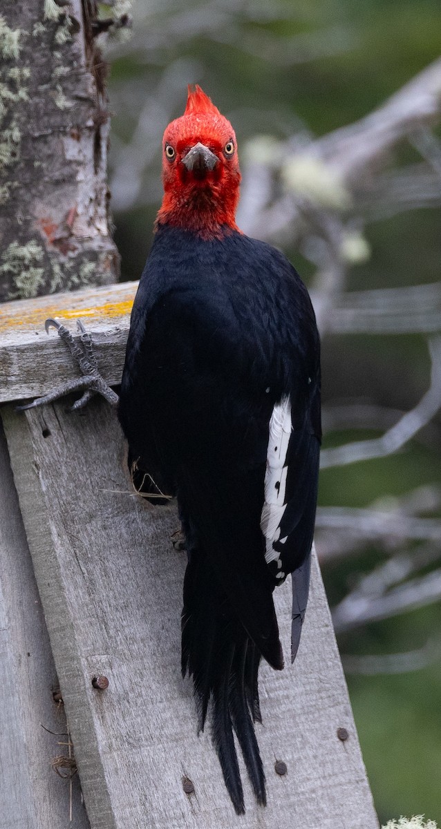 マゼランキツツキ - ML646631657