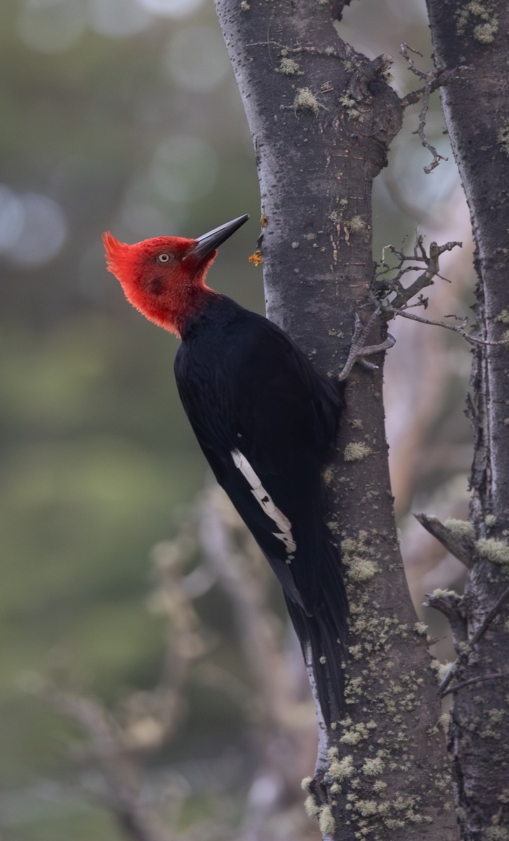 マゼランキツツキ - ML646631658