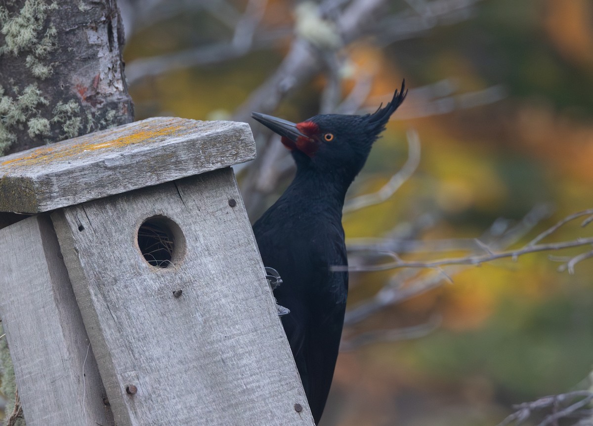 マゼランキツツキ - ML646631659