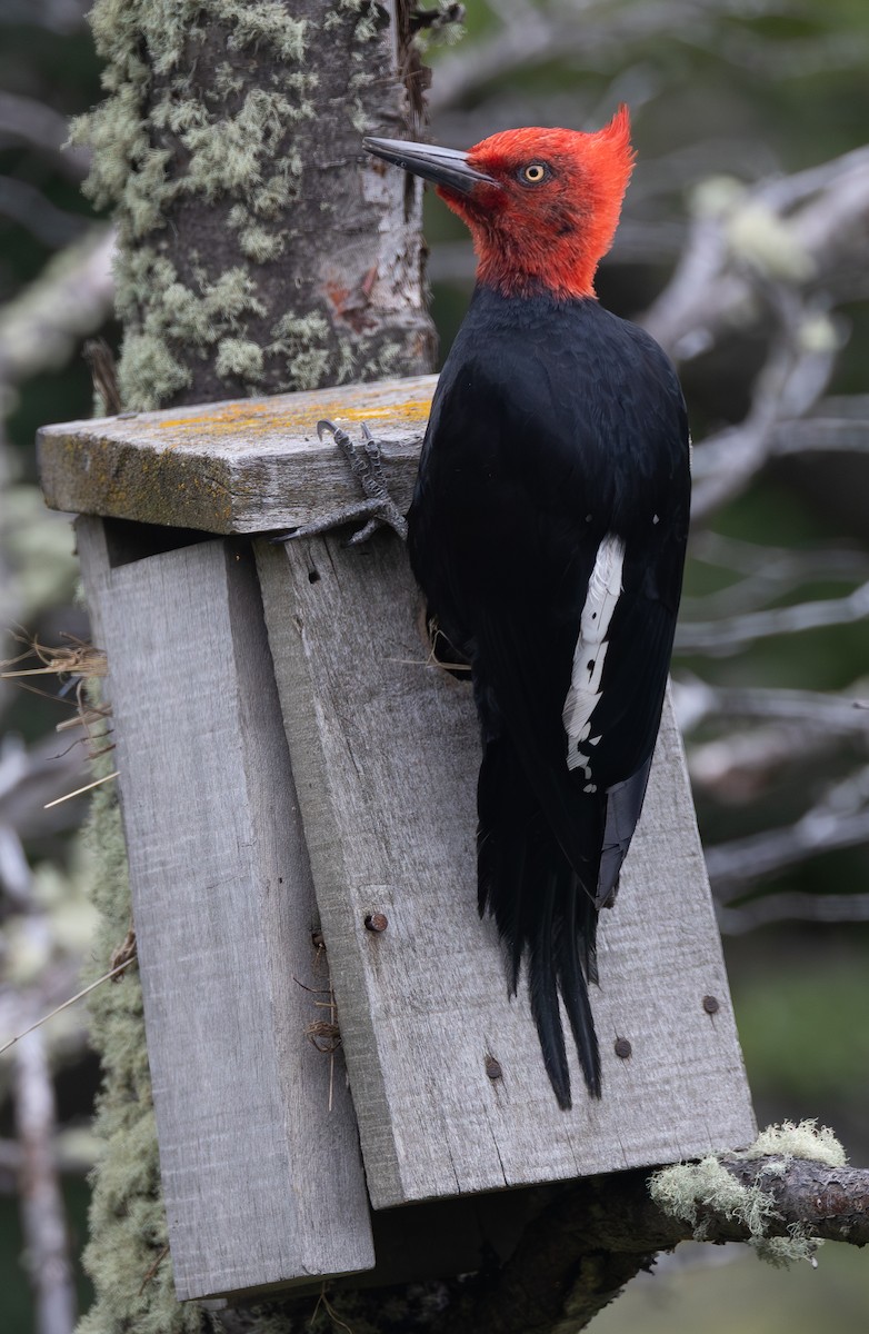 マゼランキツツキ - ML646631660