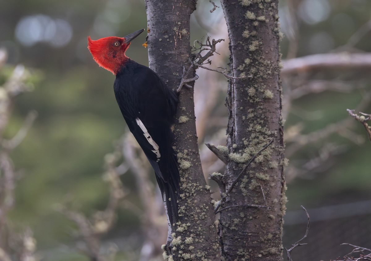 マゼランキツツキ - ML646631661