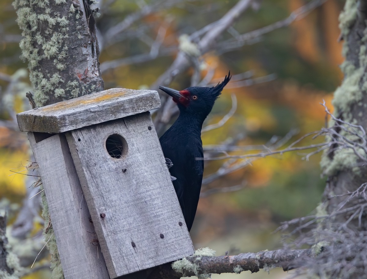 マゼランキツツキ - ML646631662