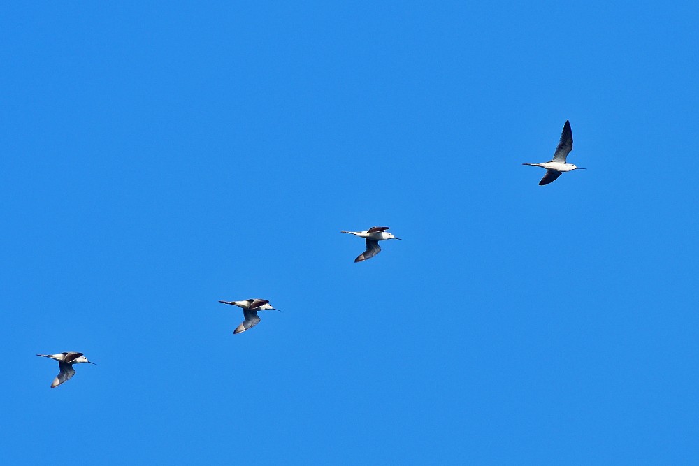 Stelzenläufer - ML646631663