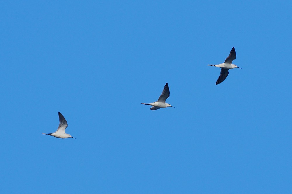 Teichwasserläufer - ML646631664