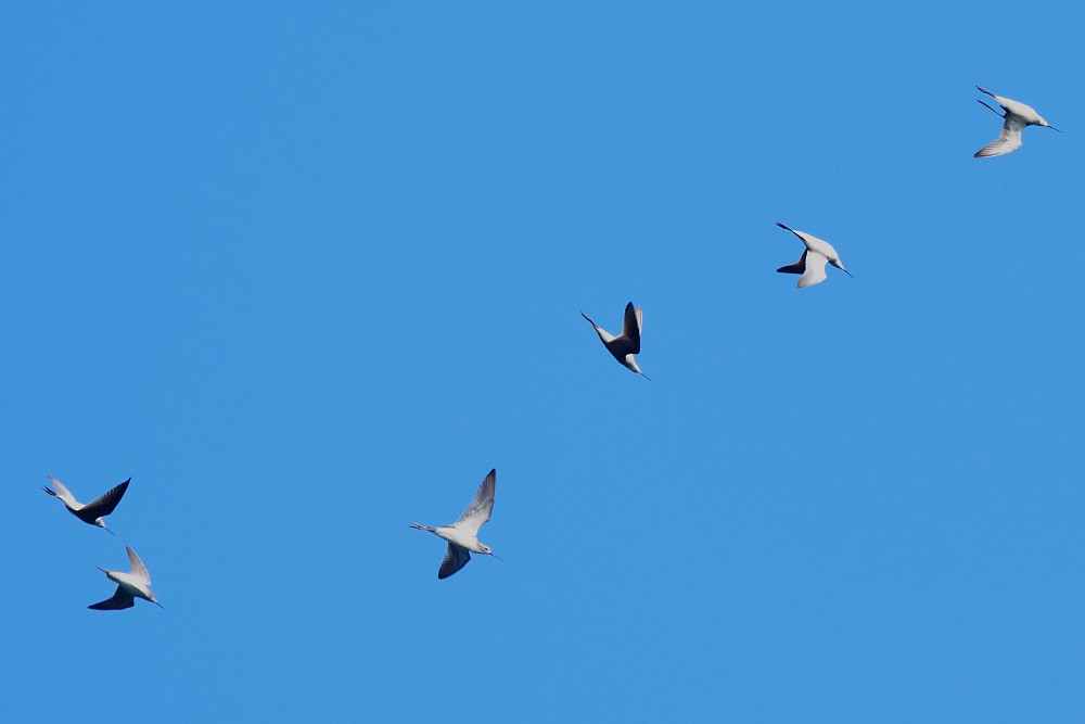 Stelzenläufer - ML646631665