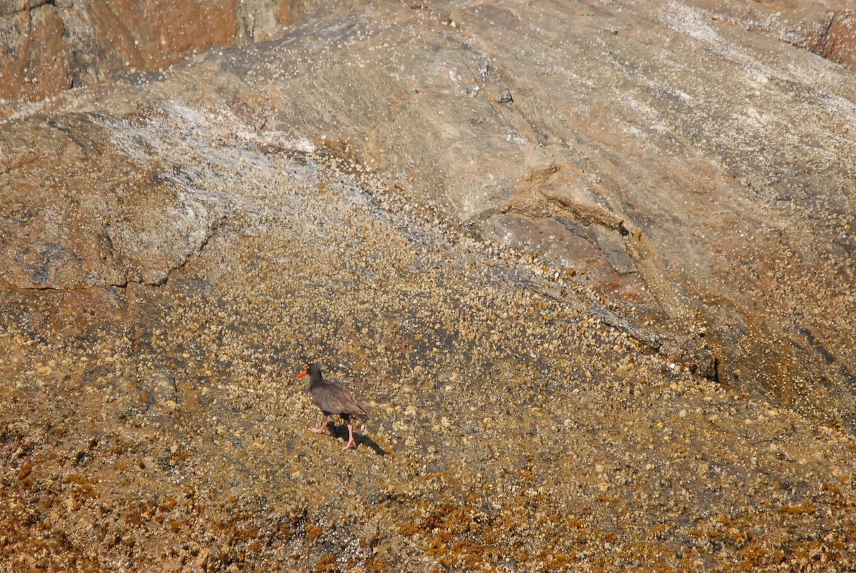 Sooty Oystercatcher - ML646631666