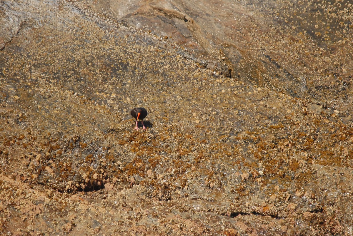 Sooty Oystercatcher - ML646631667