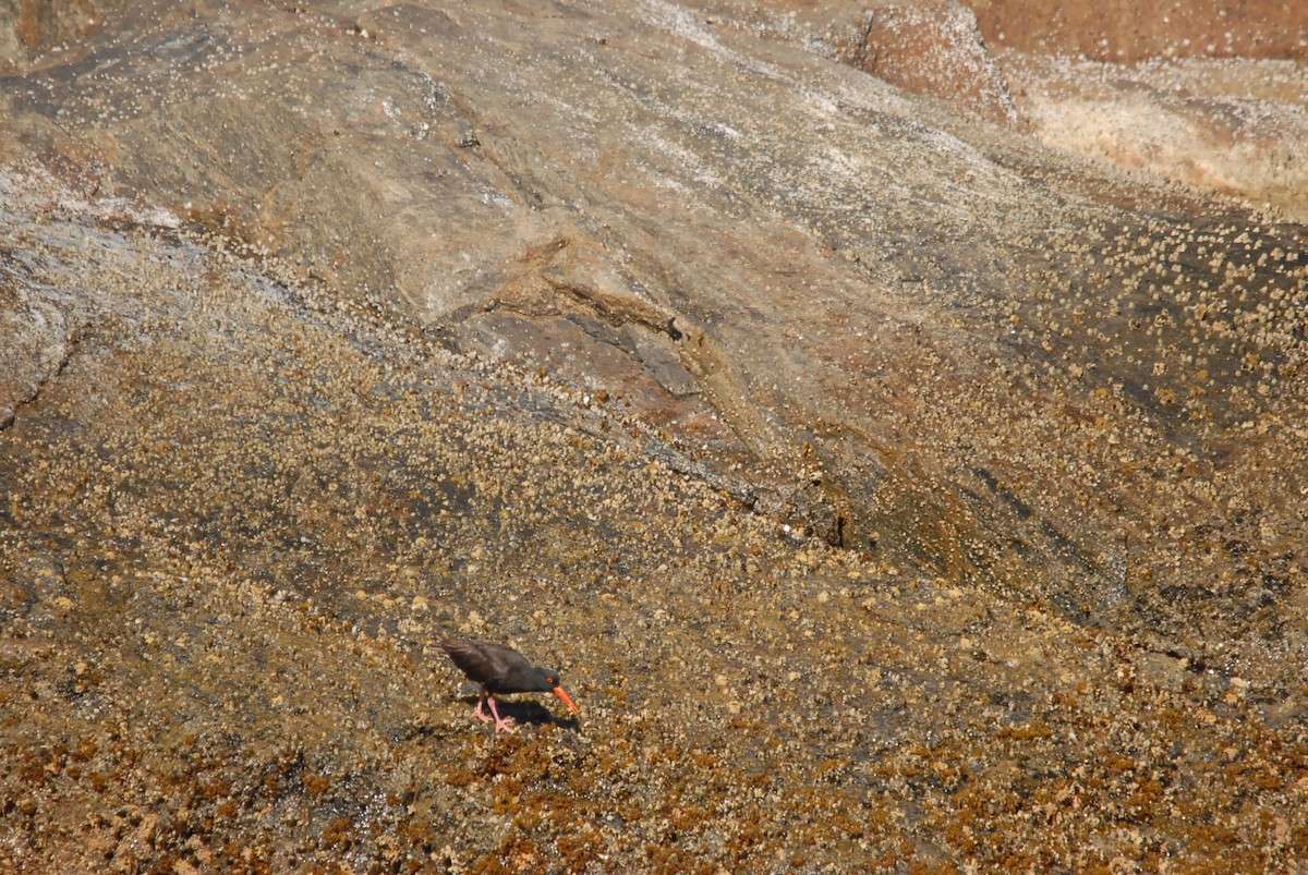 Sooty Oystercatcher - ML646631668