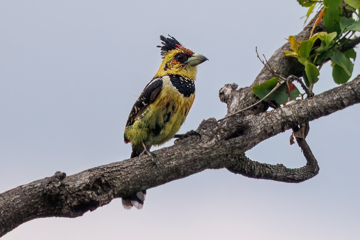 Haubenbartvogel - ML646631669