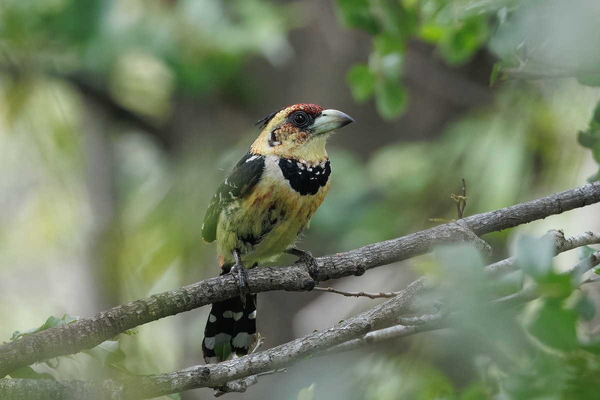 Haubenbartvogel - ML646631670