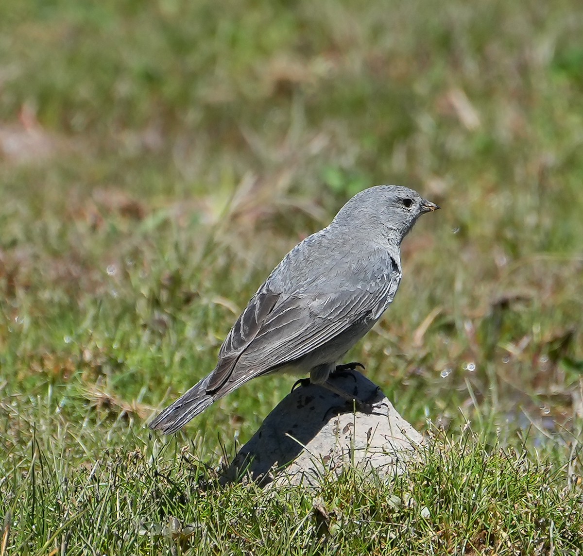 Plumbeous Sierra Finch - ML646631671