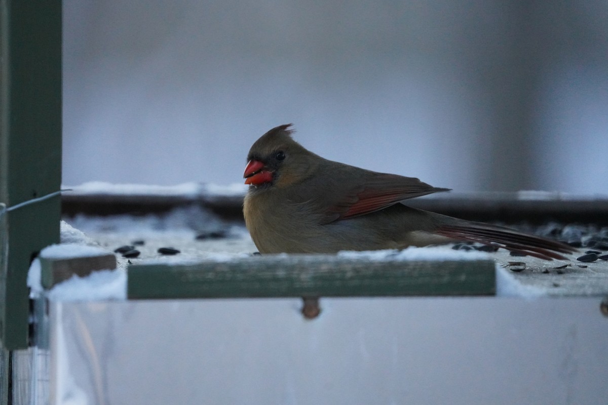 Northern Cardinal - ML646631675