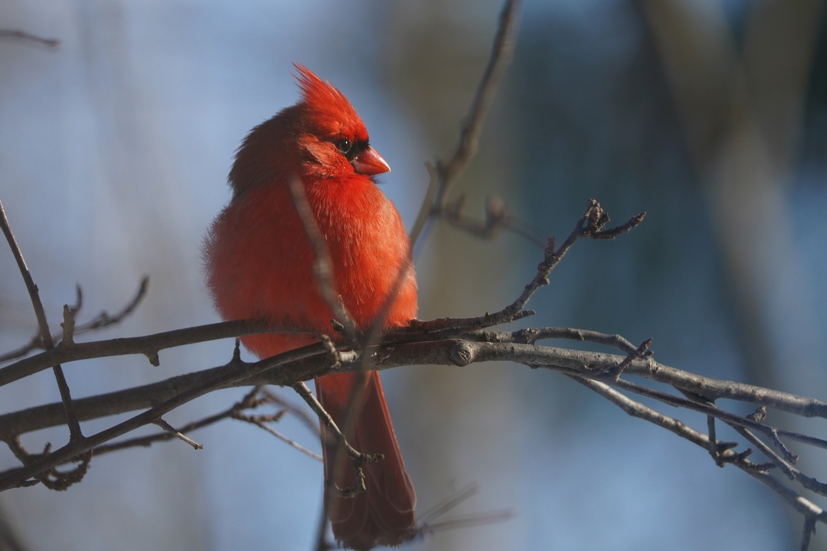 Northern Cardinal - ML646631676