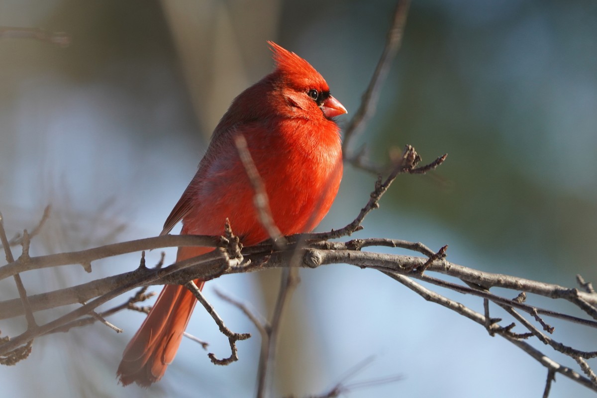 Northern Cardinal - ML646631677