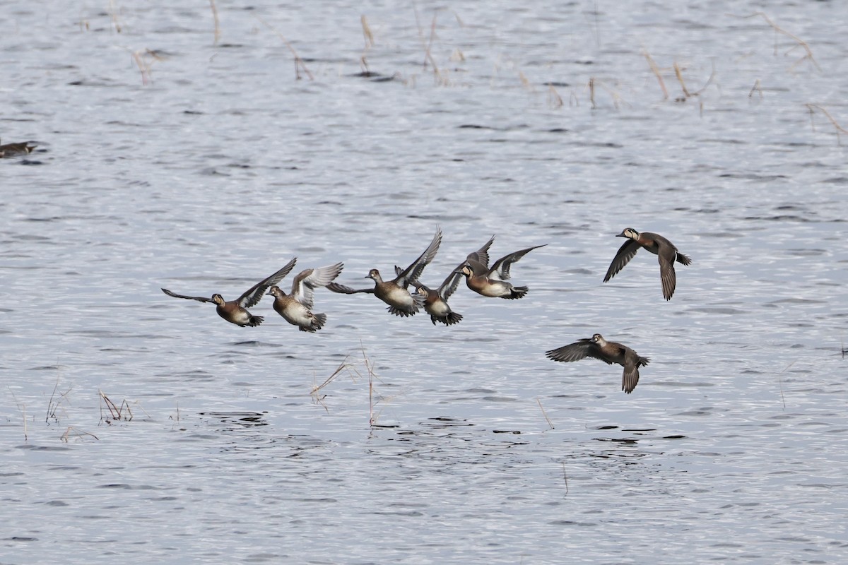 巴鴨 - ML646631685