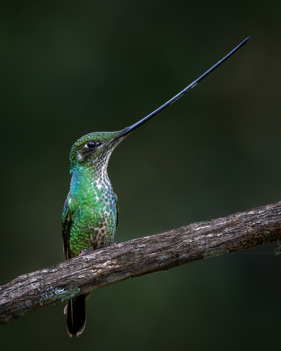 Sword-billed Hummingbird - ML646631686