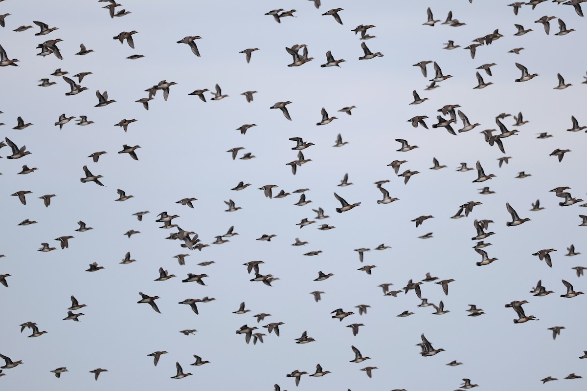 巴鴨 - ML646631690