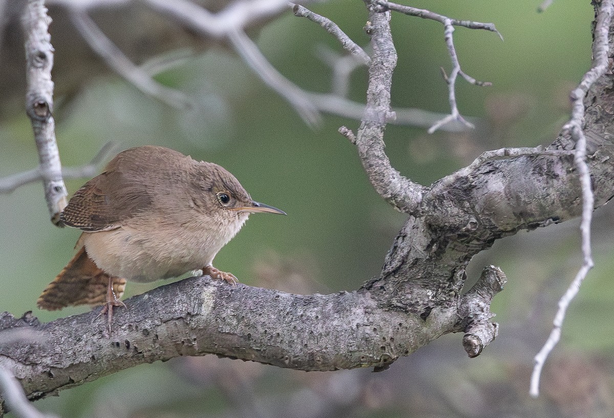 Southern House Wren - ML646631695