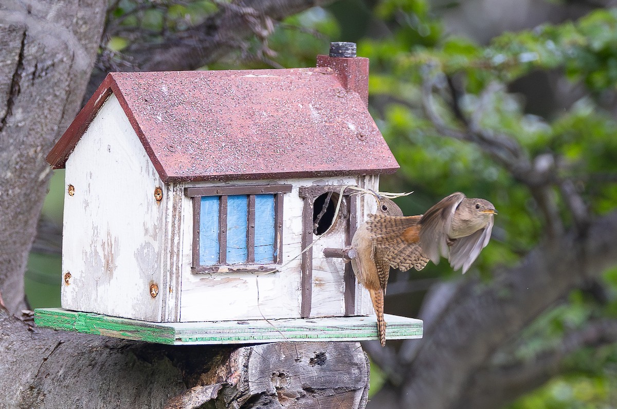 Southern House Wren - ML646631696