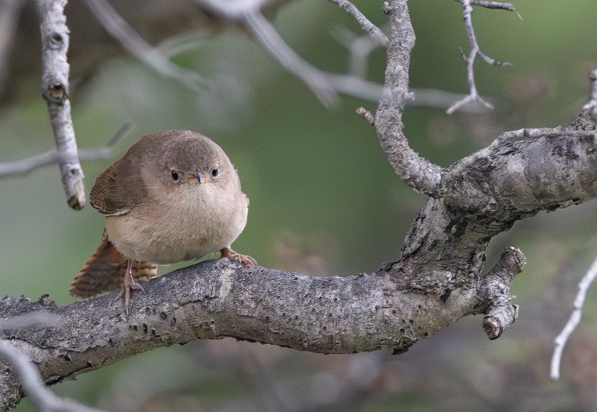 Southern House Wren - ML646631697