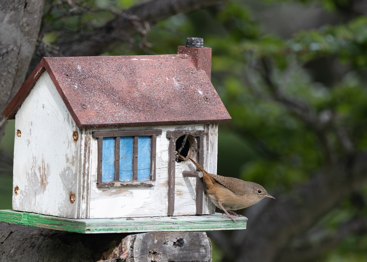 Southern House Wren - ML646631698