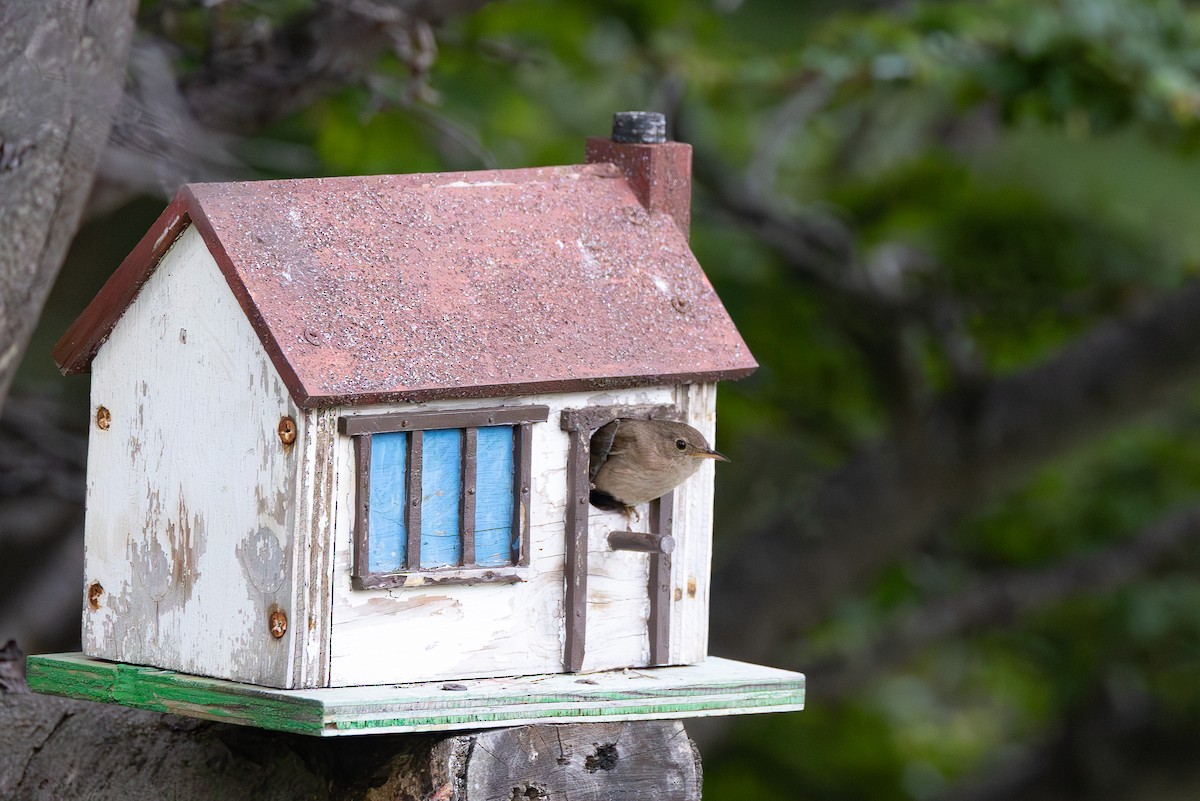 Southern House Wren - ML646631699