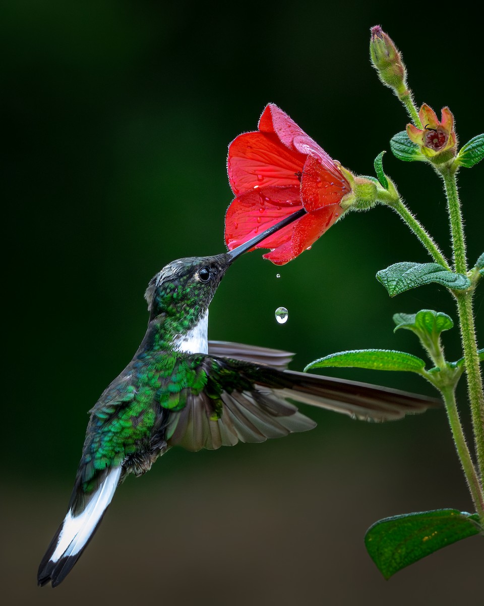 Collared Inca - ML646631701