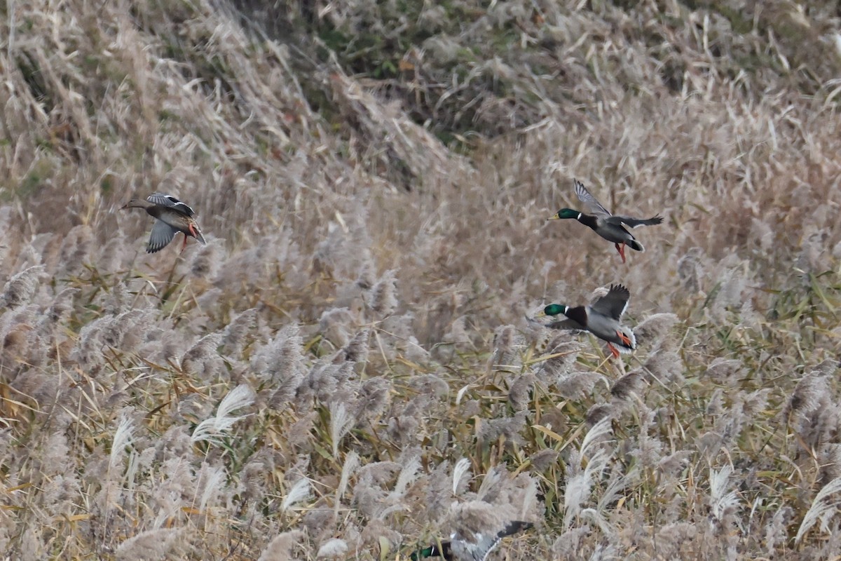 綠頭鴨 - ML646631703