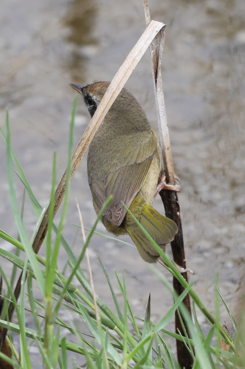 Common Yellowthroat - ML646631704