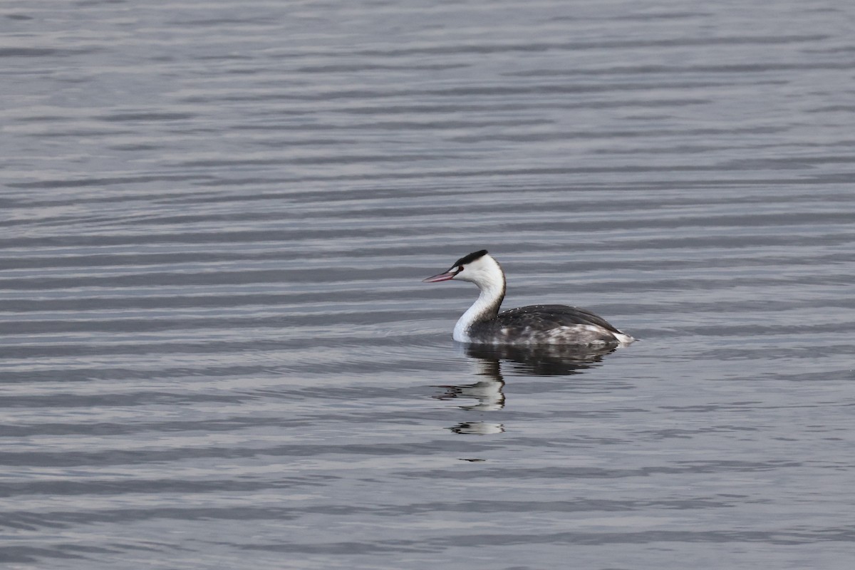 冠鸊鷉 - ML646631705