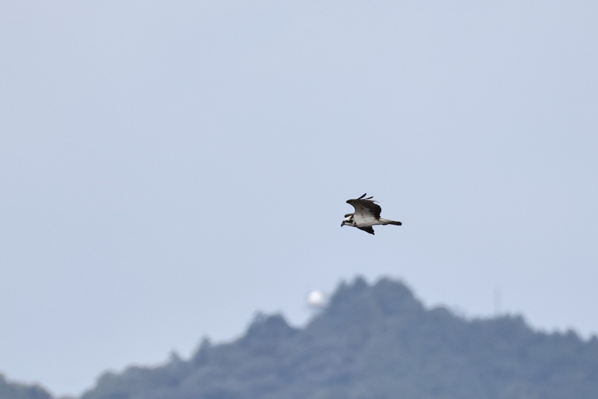 魚鷹 - ML646631715