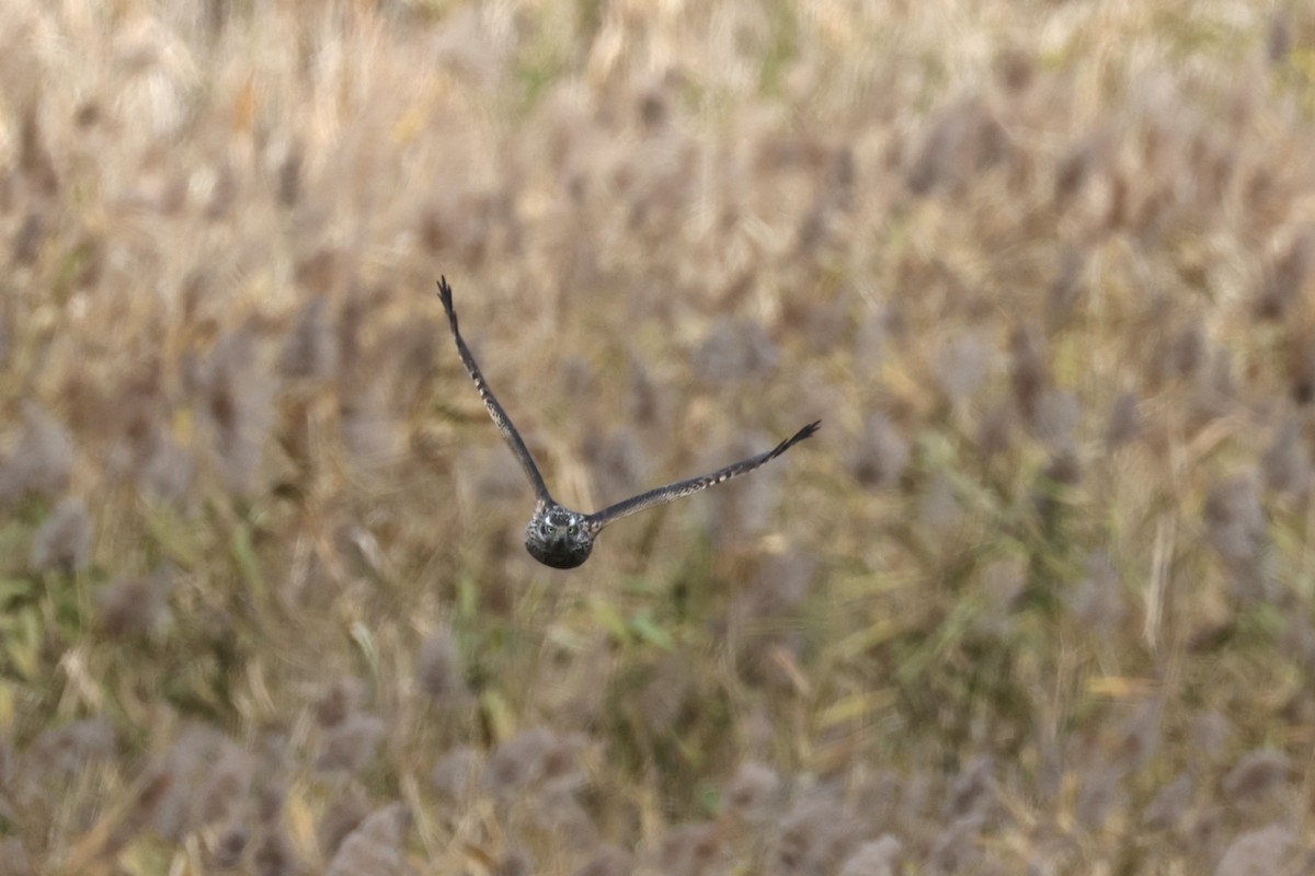 蒼鷹 - ML646631722