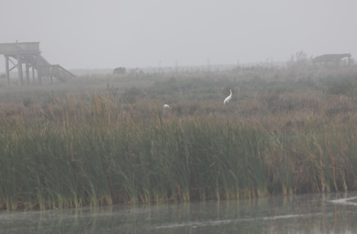 Whooping Crane - ML646631727