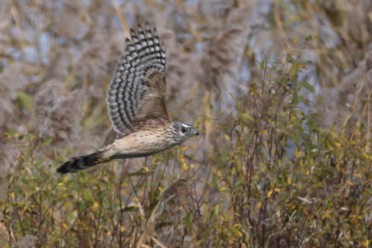 蒼鷹 - ML646631730