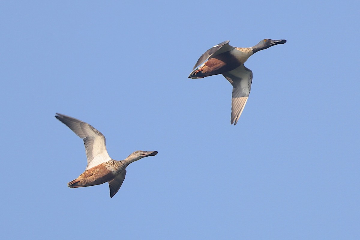 Cuchara Común - ML646631731