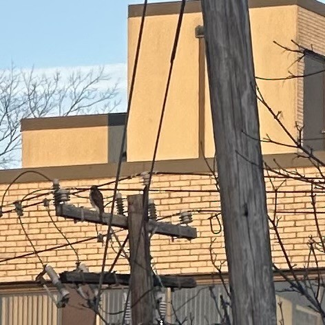 Cooper's Hawk - ML646631732