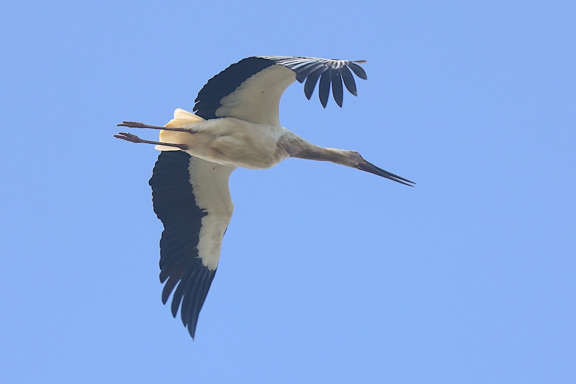 Cigüeña Oriental - ML646631747