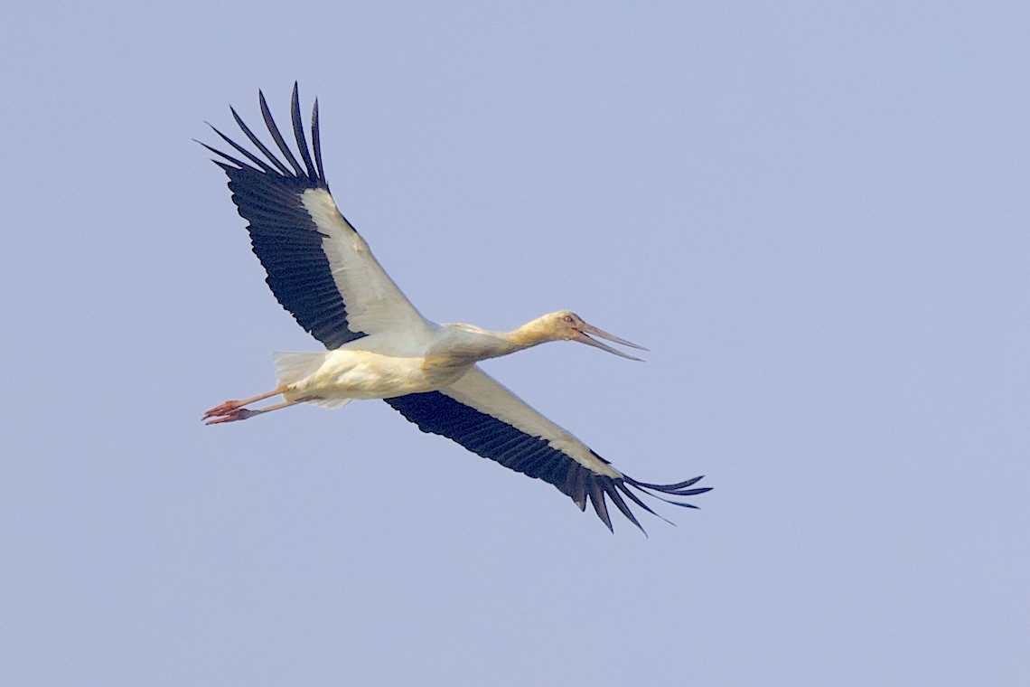 Cigüeña Oriental - ML646631748