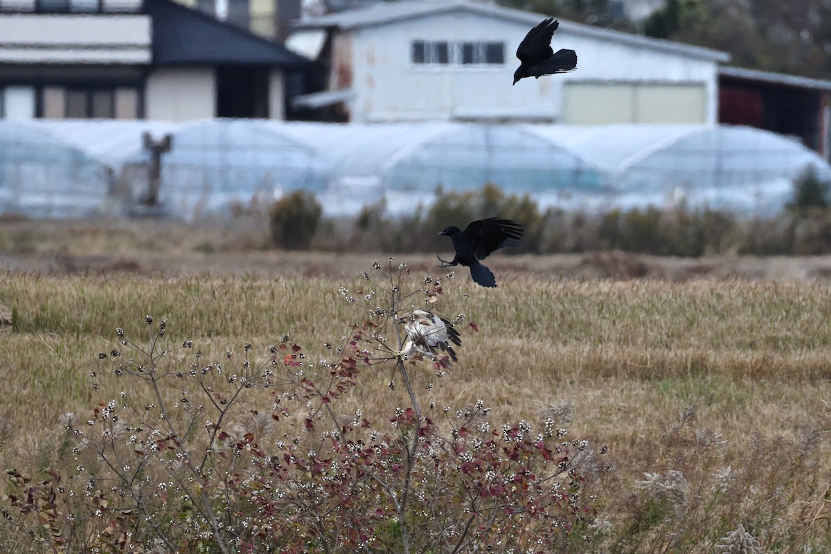 東方鵟 - ML646631750