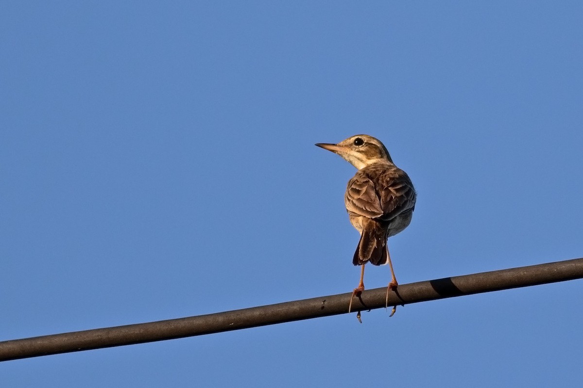 ヒメマミジロタヒバリ - ML646631753