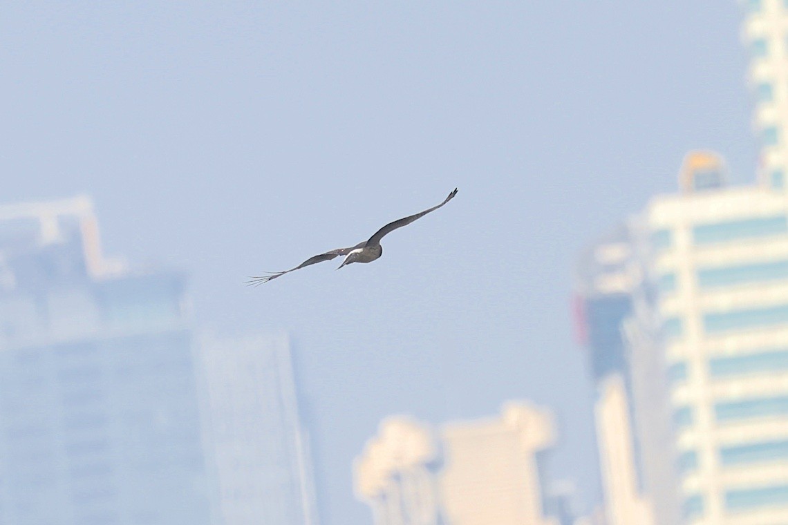 Hen Harrier - ML646631757