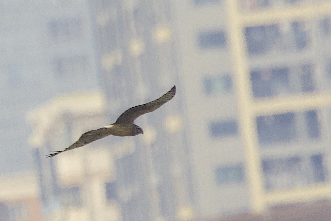 Hen Harrier - ML646631758