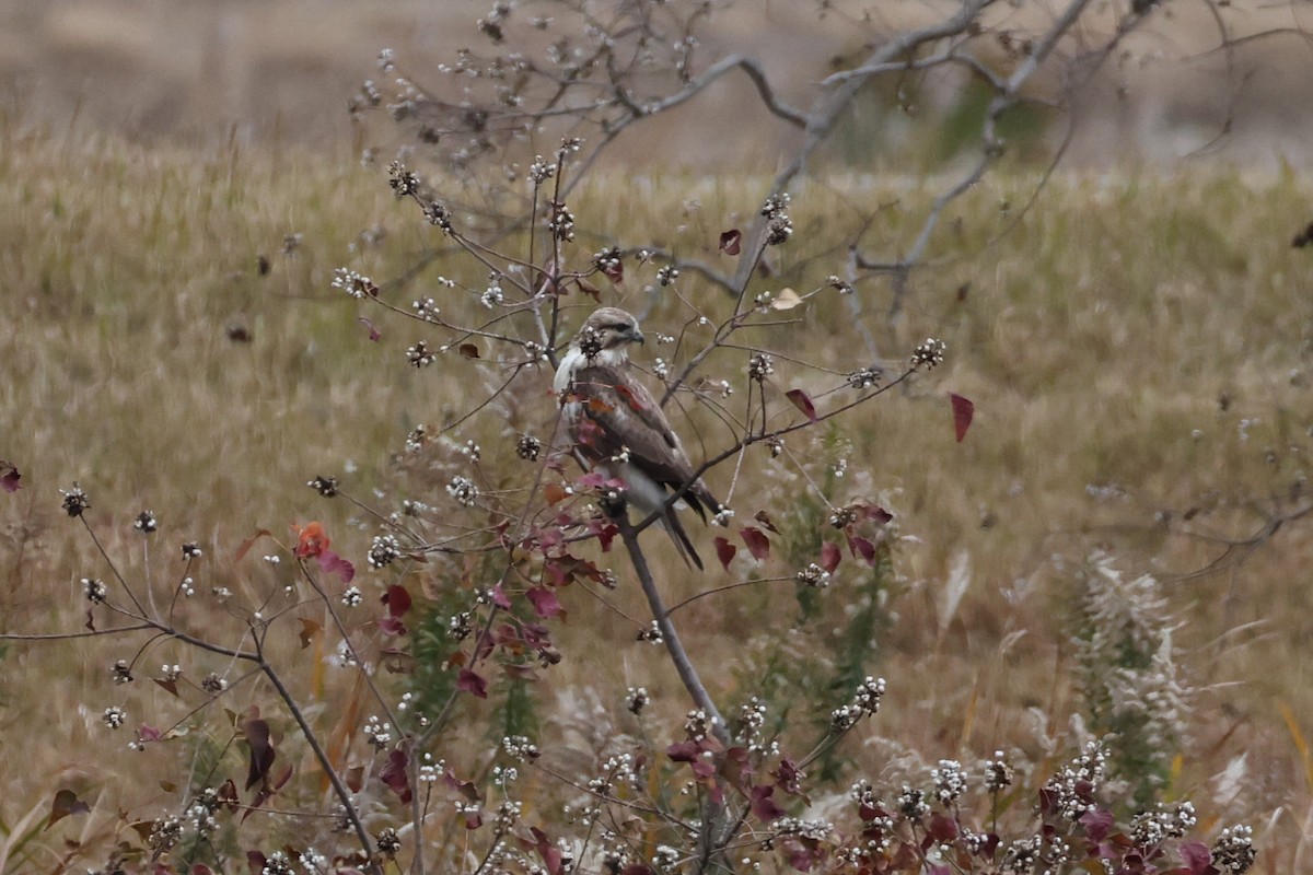 東方鵟 - ML646631759
