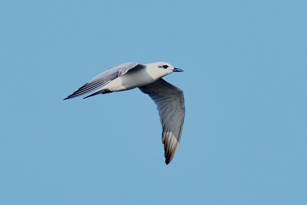 Lachseeschwalbe - ML646631765