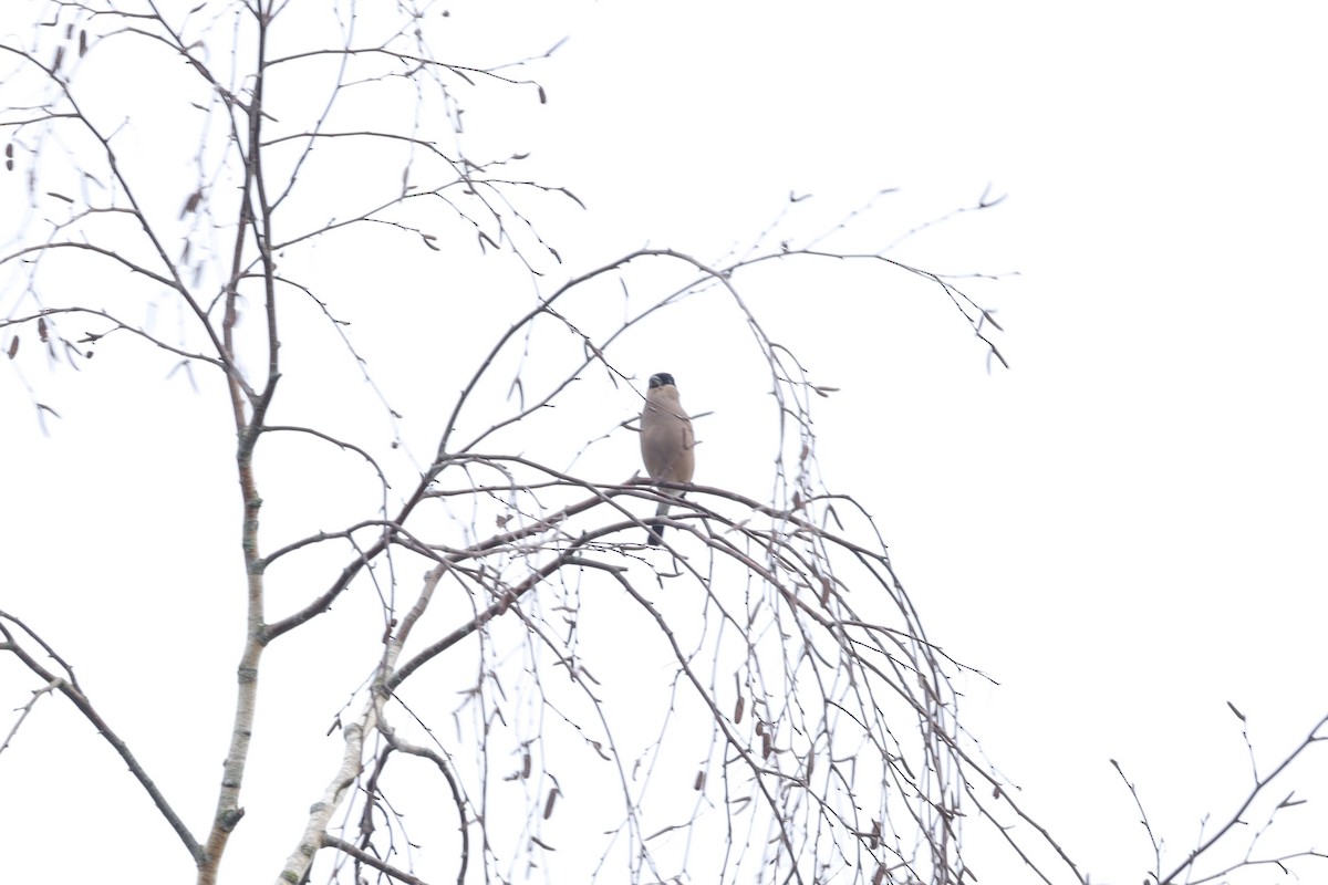 ウソ - ML646631767